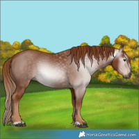 Horse Color:Unknown 