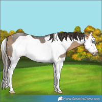 Horse Color:Buckskin Splash Frame 