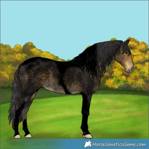 Horse Color:Void Buckskin Roan Tobiano Rabicano 
