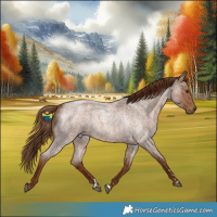 Horse Color:Red Roan 