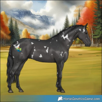 Horse Color:White Spotted Black 