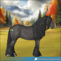 Horse Color:Black 