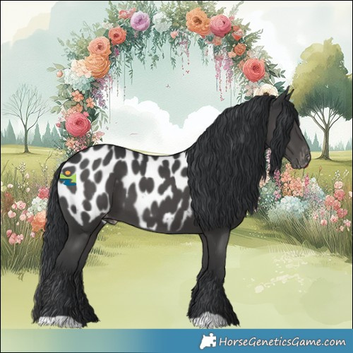Horse Color:Black Appaloosa 