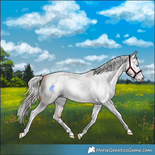 Horse Color:Gray White Spotted Silver Buckskin Roan Pearl  and Gray Silver Buckskin Roan Pearl Tobiano 