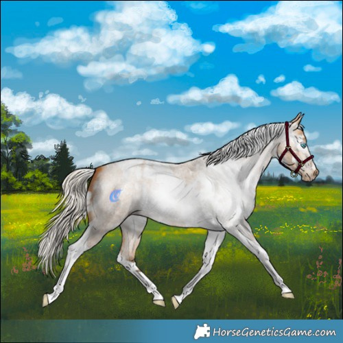 Horse Color:Gray White Spotted Silver Buckskin Roan Pearl  and Gray Silver Buckskin Roan Pearl Tobiano 