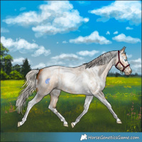 Horse Color:Gray White Spotted Silver Buckskin Roan Pearl and Gray Silver Buckskin Roan Pearl Tobiano