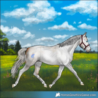 Horse Color:Gray White Spotted Silver Buckskin Roan Pearl  and Gray Silver Buckskin Roan Pearl Tobiano 