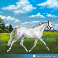 Horse Color:Gray White Spotted Silver Buckskin Roan Pearl and Gray Silver Buckskin Roan Pearl Tobiano