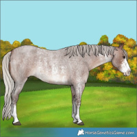 Horse Color:Silver Brown Roan Sabino 