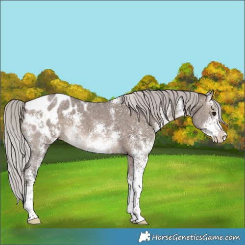 Horse Color:Silver Brown Dun Sabino Appaloosa 