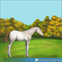 Horse Color:Buckskin Pearl Dun Tobiano Appaloosa Rabicano 