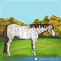 Horse Color:Liver Red Roan Sabino 