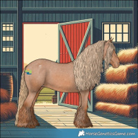 Horse Color:Chestnut Appaloosa 