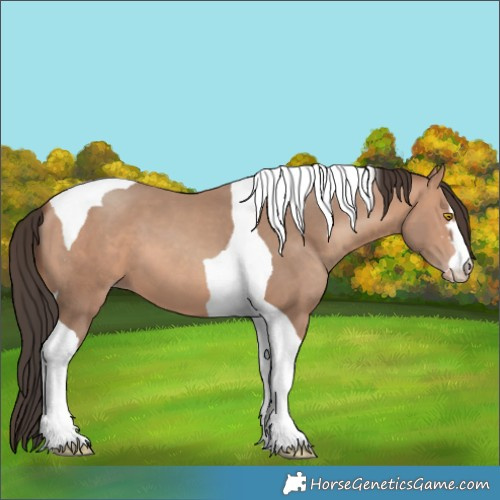 Horse Color:Amber Champagne Tobiano