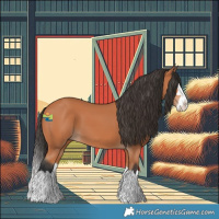Horse Color:Bay Splash 