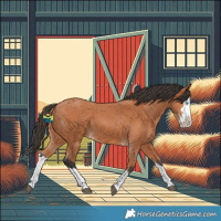 Horse Color:Bay Splash
