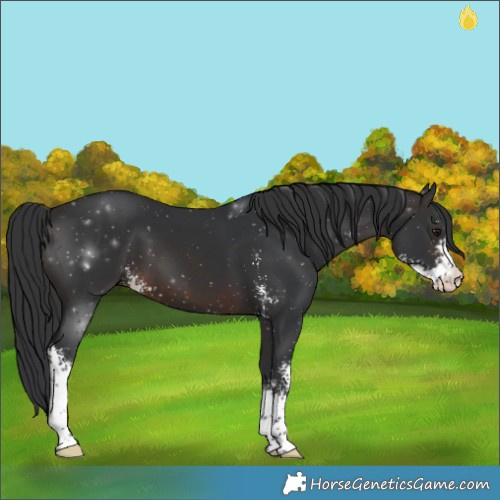 Horse Color:Brown Sabino 