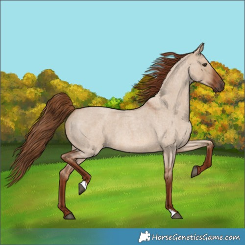 Horse Color:Red Dun Roan 