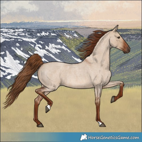 Horse Color:Red Dun Roan 