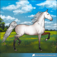 Horse Color:Gray Bay 
