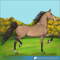 Horse Color:Bay Dun Splash 