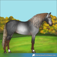 Horse Color:Gray Liver Chestnut Rabicano 
