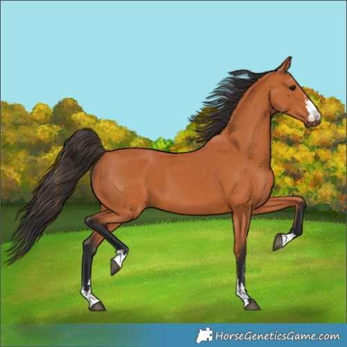 Horse Color:Bay 