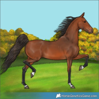 Horse Color:Bay 