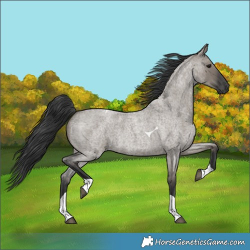 Horse Color:Grullo Roan Tobiano 
