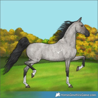 Horse Color:Grullo Roan Tobiano