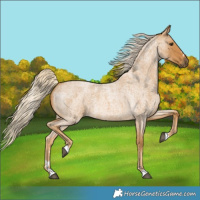 Horse Color:Palomino Roan