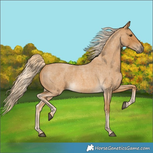Horse Color:Palomino Roan 