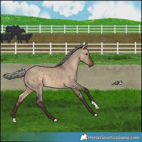 Horse Color:Silver Brown Dun 