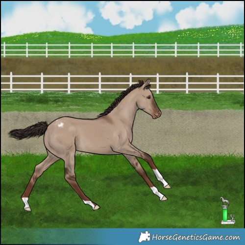 Horse Color:Liver Red Dun Varnish 