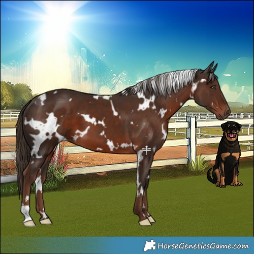 Horse Color:White Spotted Liver Chestnut 