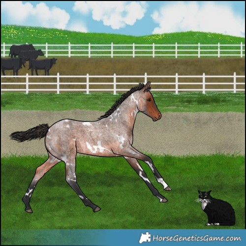 Horse Color:White Spotted Brown Roan 