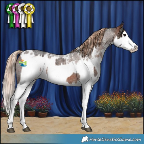 Horse Color:Bay Roan Splash Rabicano  and Liver Red Roan Sabino Splash Appaloosa 