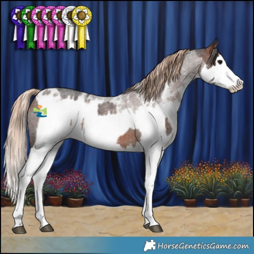Horse Color:Bay Roan Splash Rabicano  and Liver Red Roan Sabino Splash Appaloosa 