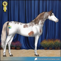 Horse Color:Bay Roan Splash Rabicano and Liver Red Roan Sabino Splash Appaloosa