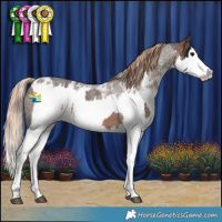 Horse Color:Bay Roan Splash Rabicano  and Liver Red Roan Sabino Splash Appaloosa 