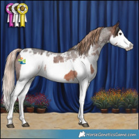 Horse Color:Bay Roan Splash Rabicano  and Liver Red Roan Sabino Splash Appaloosa 