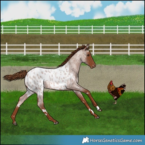 Horse Color:White Spotted Red Roan Appaloosa 