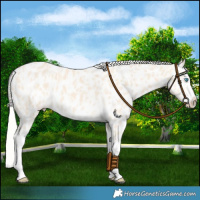 Horse Color:Cremello Splash Near Leopard  and Cremello Splash Near Leopard 
