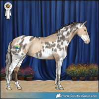 Horse Color:Amber Champagne Dun  and Smoky Grullo Sabino Splash Appaloosa 