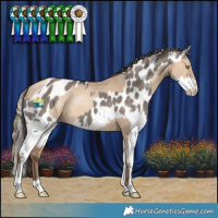 Horse Color:Amber Champagne Dun and Smoky Grullo Sabino Splash Appaloosa