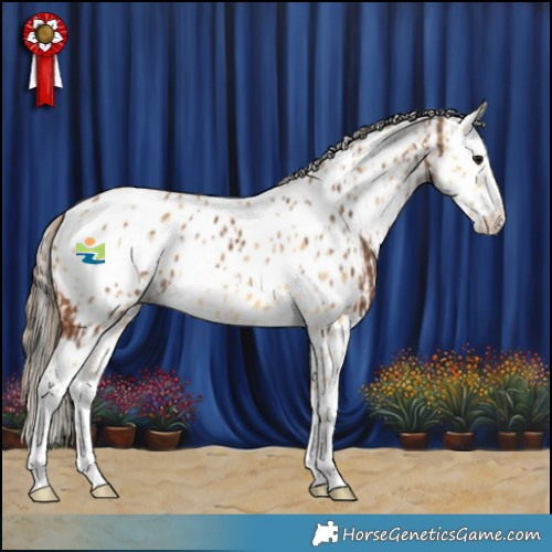 Horse Color:Bay Splash Appaloosa  and Amber Cream Champagne Appaloosa 
