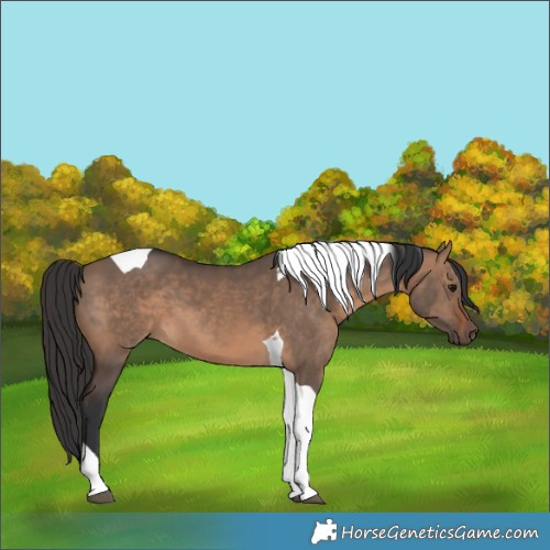 Horse Color:Brown Dun Tobiano 