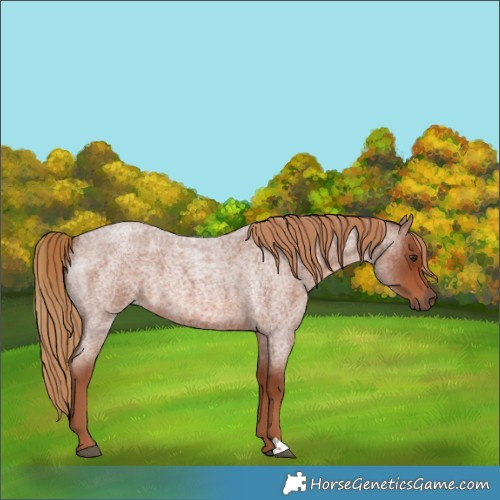 Horse Color:Red Roan 