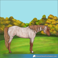 Horse Color:Red Roan
