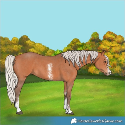 Horse Color:Silver Bay Sabino 